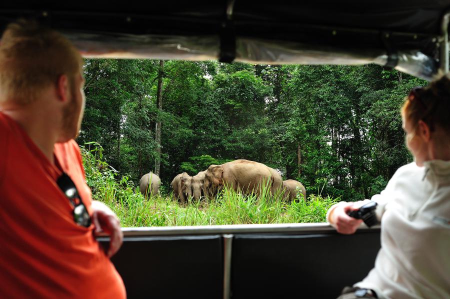 It is easier to see elephants via a guided tour. The guides and rangers tend to inform each other when elephants are spotted.