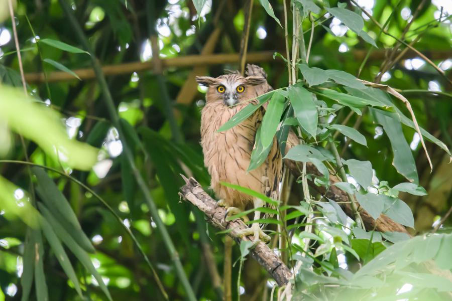 A buffy fish owl nearby Ban Krang Campsite