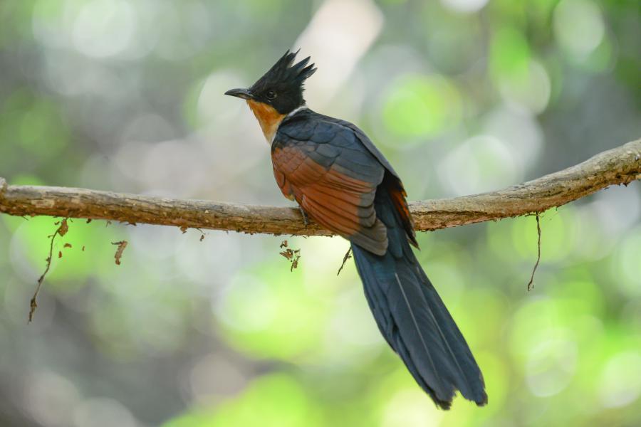 A chestnut-winged cuckoo visiting a waterhole along a dried water stream