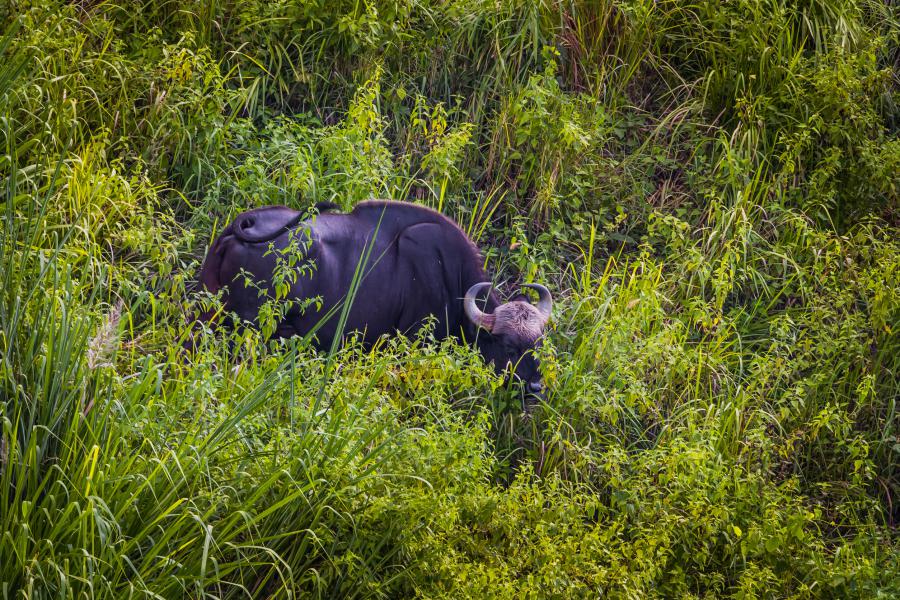 A gaur in Khao Paeng Ma Non-Hunting Area