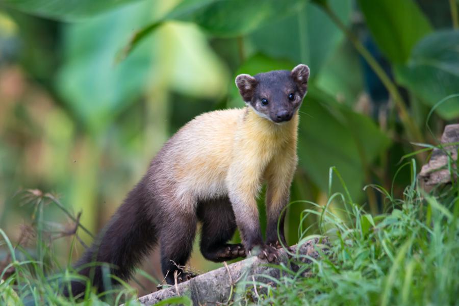 Yellow-throated martens are often seen crossing the road or visiting the restaurant area at Phanoen Thung Campsite.