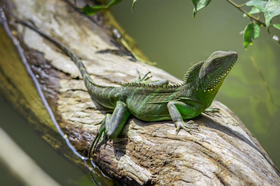 Chinese water dragons (Physignathus cocincinus) are frequently seen along the Pha Kluai Mai Trail between Pha Kluai Mai Campsite and Haew Suwat Waterfall.