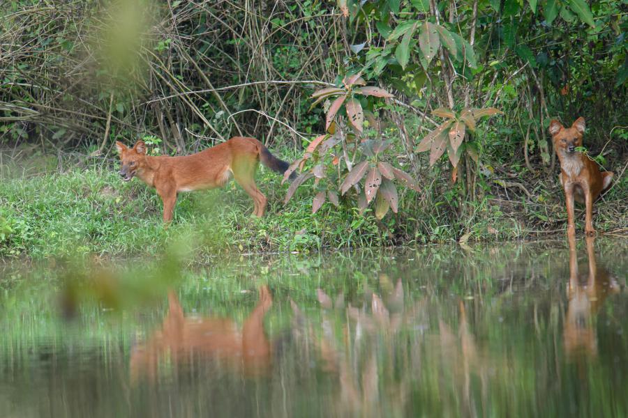 Dholes resting after a sambar deer kill
