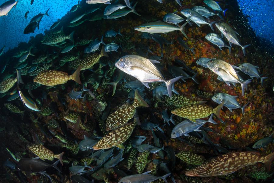Long-nosed emperor and bluefin trevally in Richelieu Rock, Suring Islands
