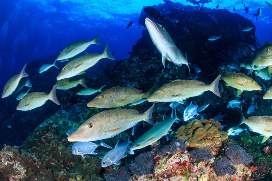 Long-nose emperor in Richelieu Rock, Surin Islands