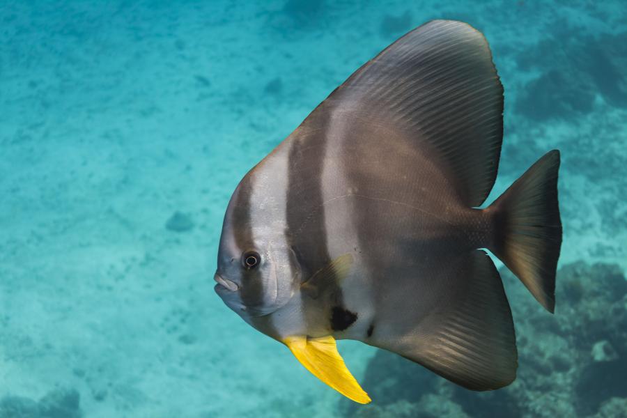 Teira batfish from Surin Islands