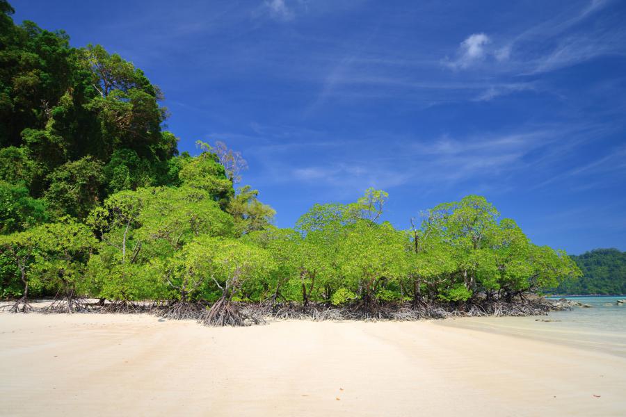 A smaller patch of mangrove trees at far end of a beach, Surin Islands