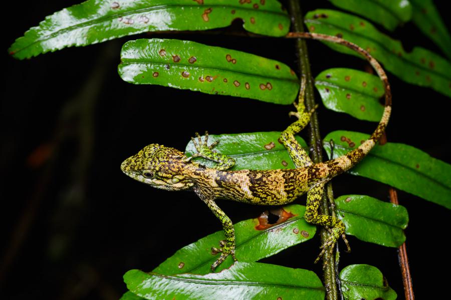 Pseudocalotes khaonanensis, Khao Nan long-headed lizard is a canopy lizard found at the higher elevations of the park
