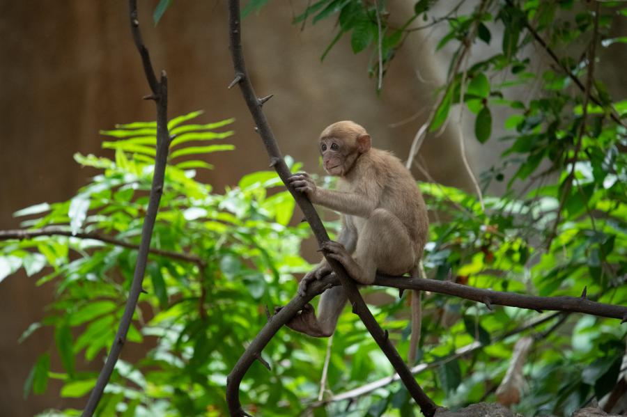 Assam macaque at the visitor center area