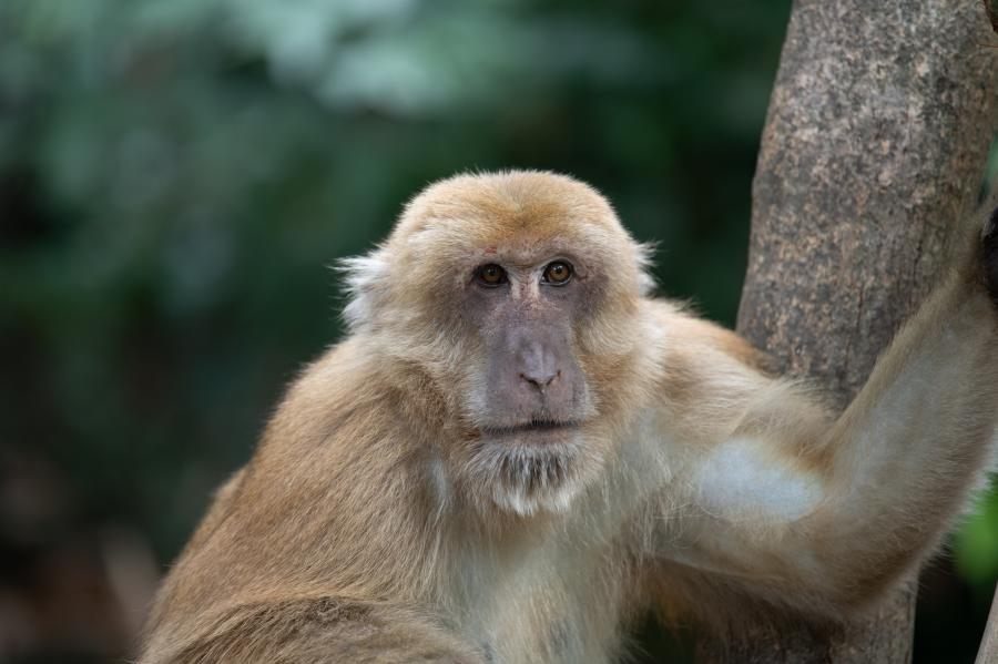 Assam macaque at the visitor center area