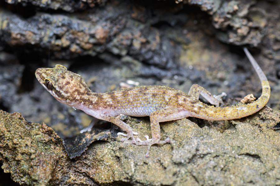 Dixonius pawangkhananti, a newly described species only known from Khao Nang Phanthurat Forest Park