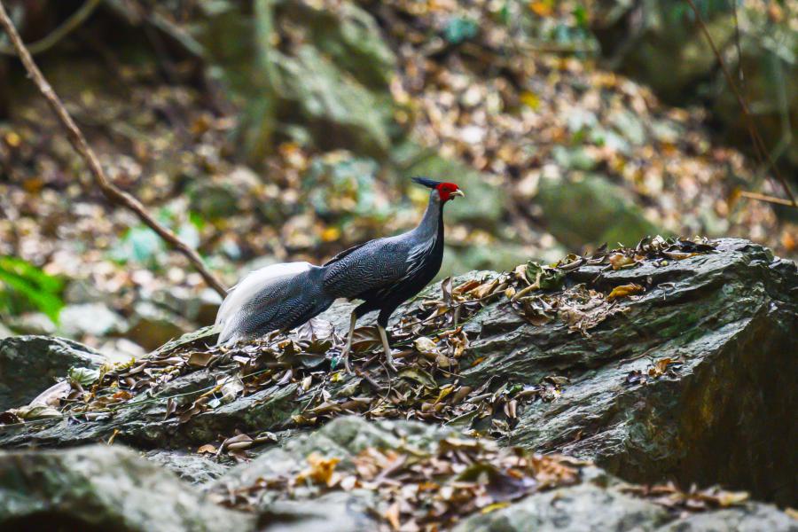 Kalij pheasant