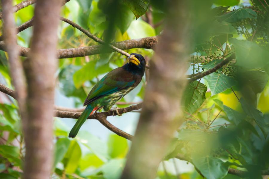 Great barbet at Phanoen Thung Campsite