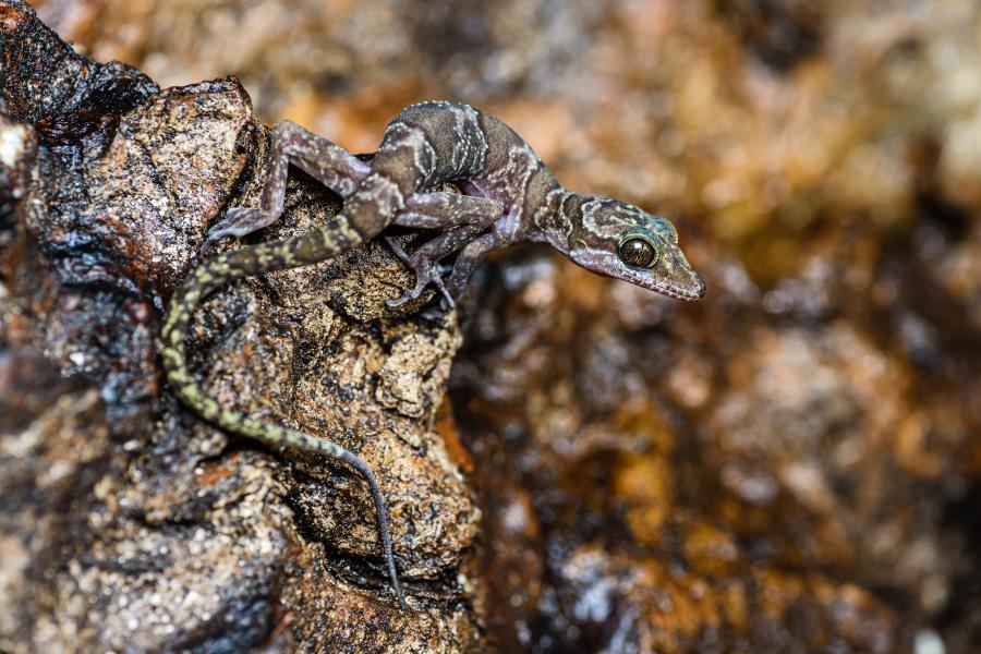 Sumontha’s cave gecko (Cyrtodactylus sumonthai) is an endemic gecko species currently only known from Khao Wong side of the park and a nearby temple