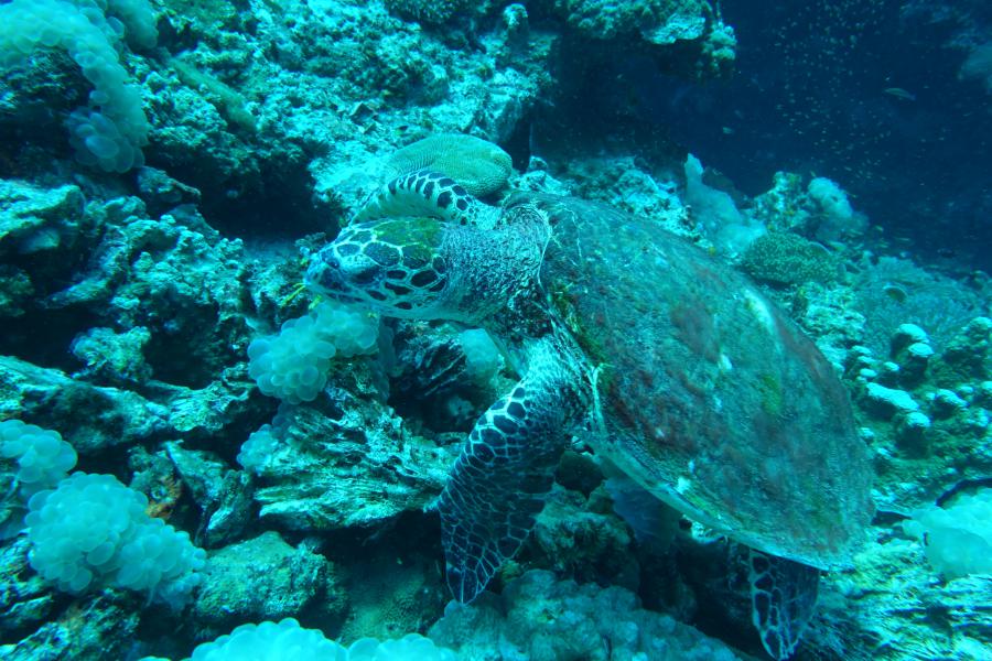 Hawksbill sea turtle from Ko Lanta dive sites