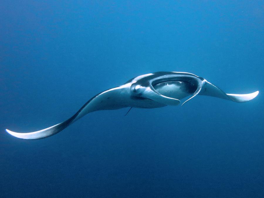A manta ray in Ko Lanta National Park