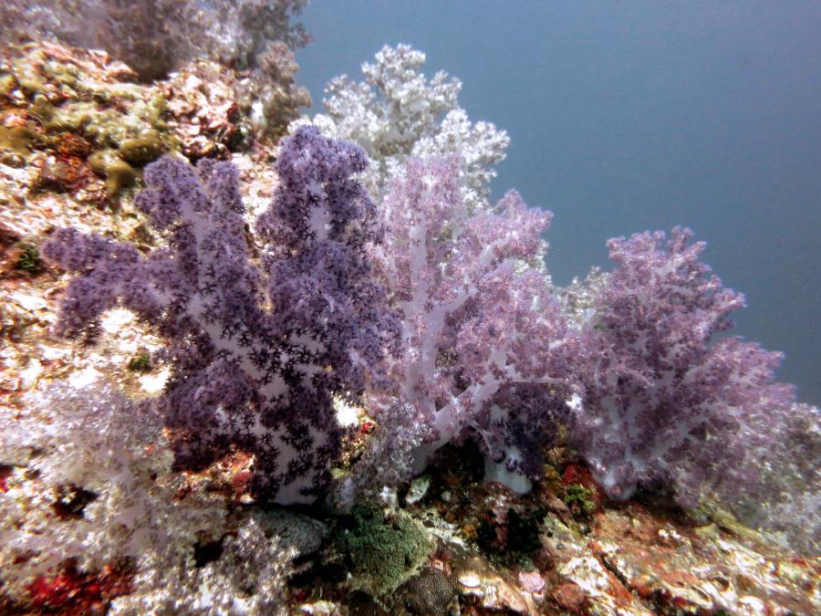 Corals of Mu Ko Rok
