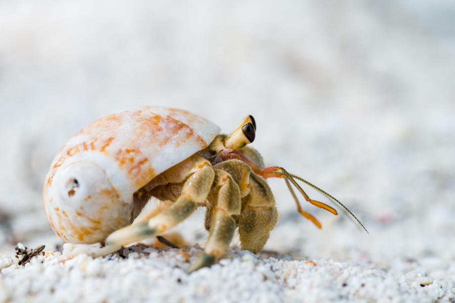 Hermit crabs are common sighting on the beaches of Tarutao National Park