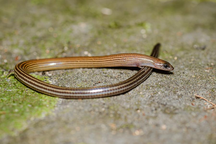 Leptoseps osellai, Boehme’s larut skink