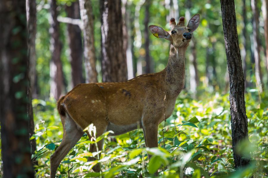 Eld's deer, Rucervus eldii from Huai Kha Khaeng