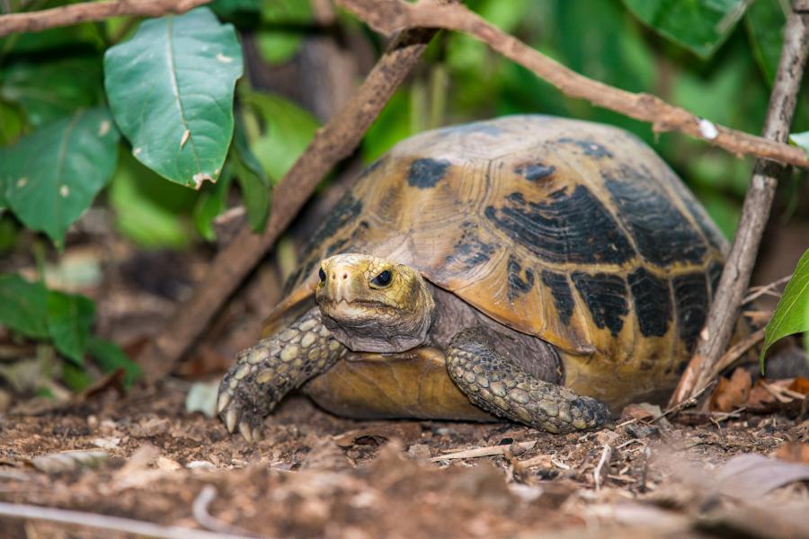 Elongated tortoise from Huai Kha Khaeng