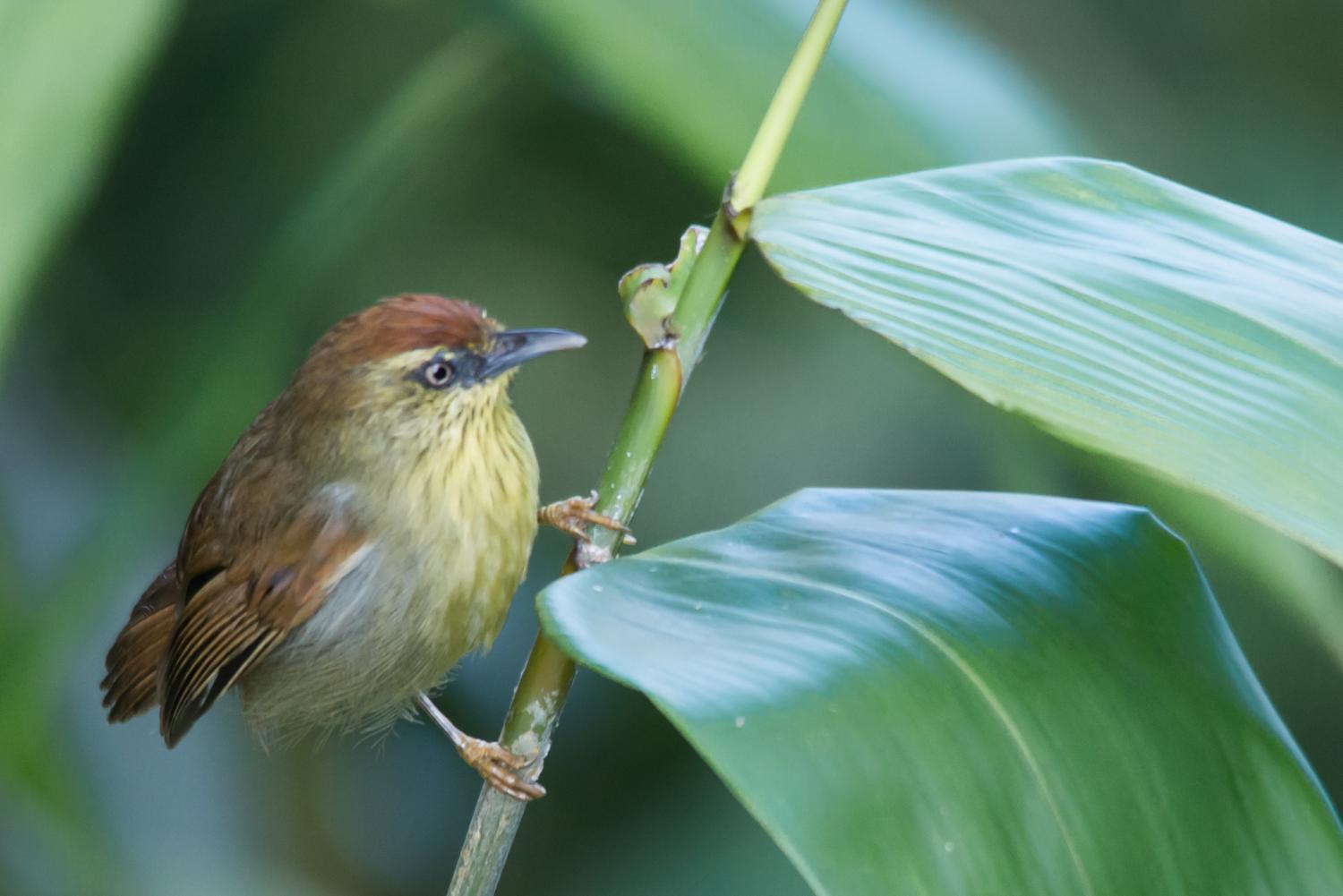 Pinstriped titbabbler (Mixornis gularis)