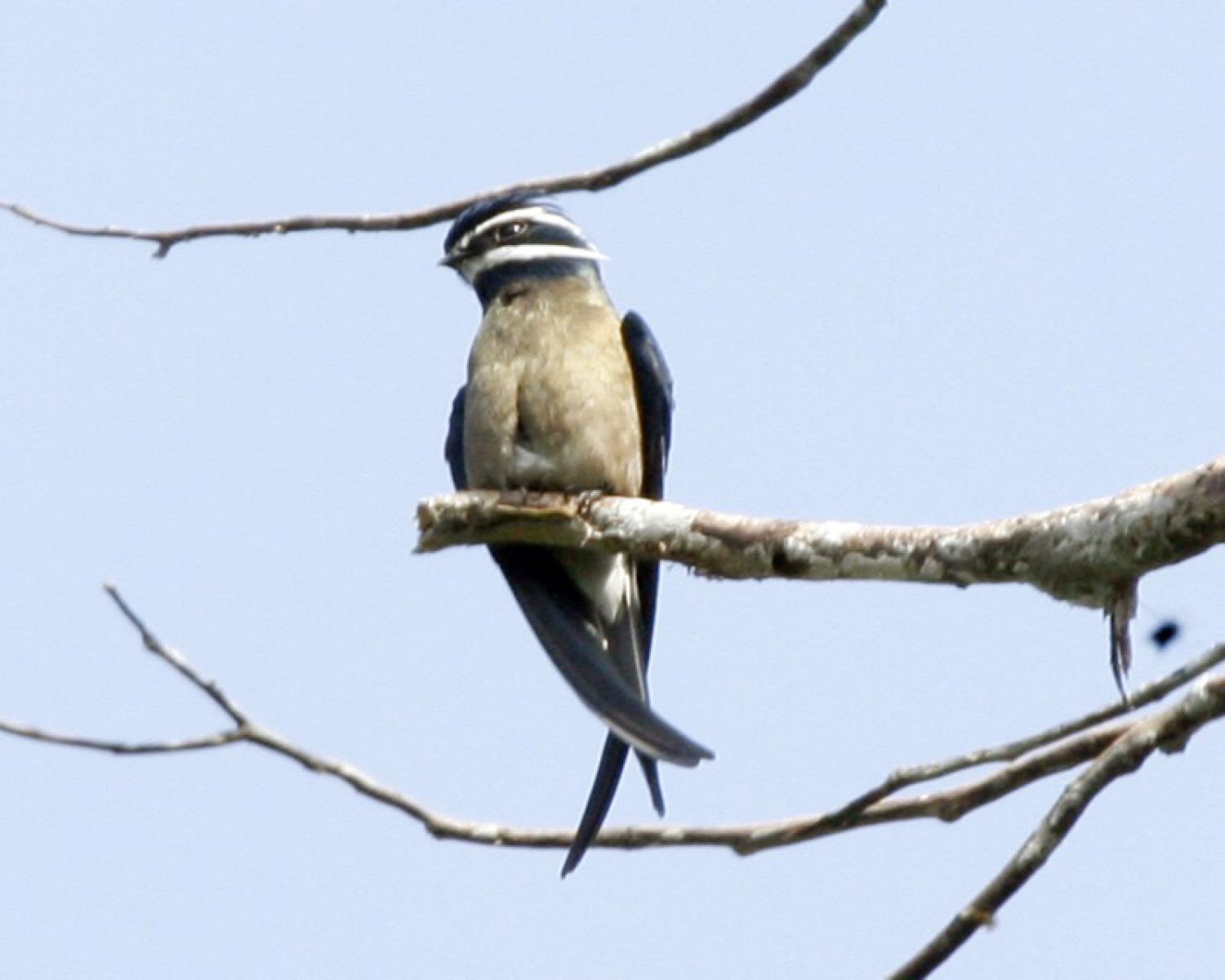 Whiskered treeswift (Hemiprocne comata)