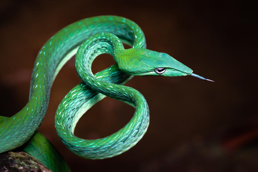 Oriental whip snake (Ahaetulla prasina)