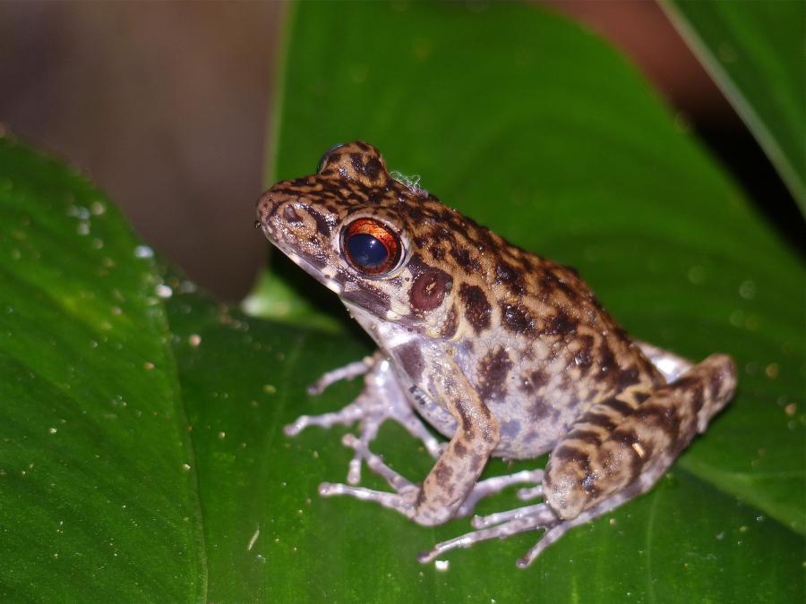 Sarawak swamp frog (Pulchrana glandulosa)