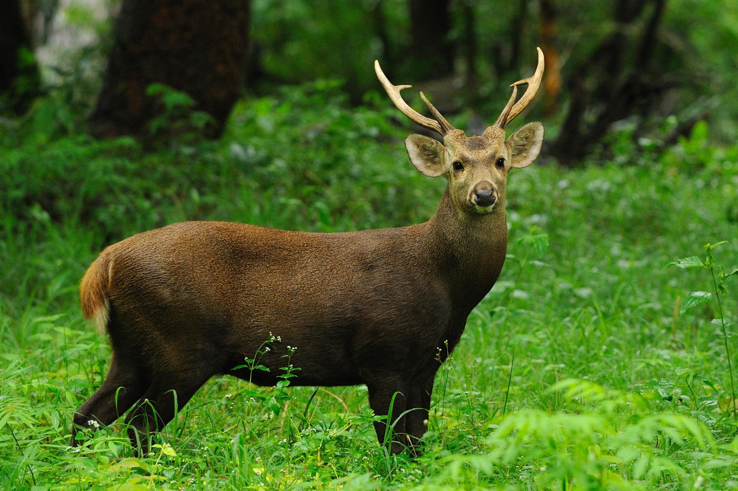 Indian hog deer (Axis porcinus) | Bura Chapori WS | UPSC