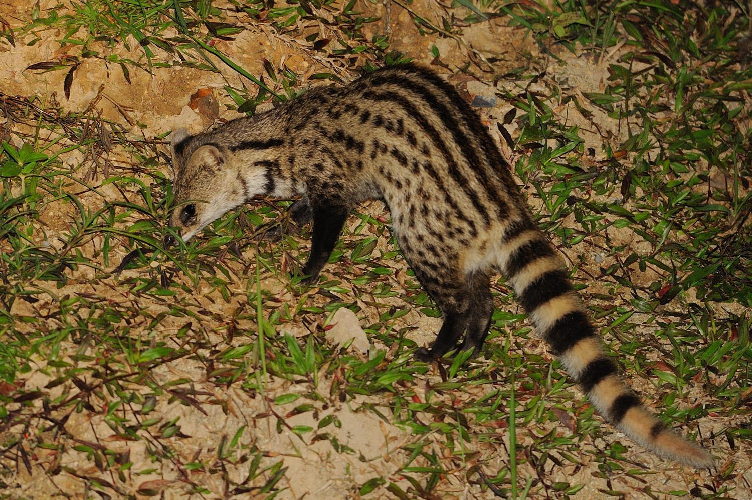 Small Indian Civet Rescued From 30 Ft Deep Well In, 54% OFF