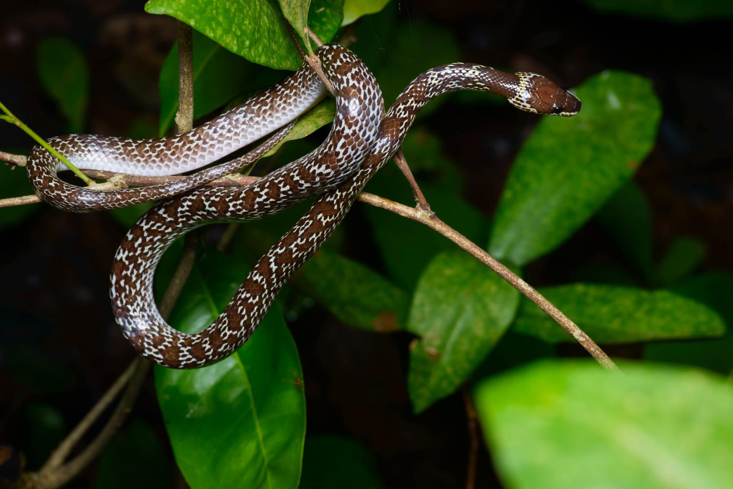 Common wolf snake (Lycodon capucinus)