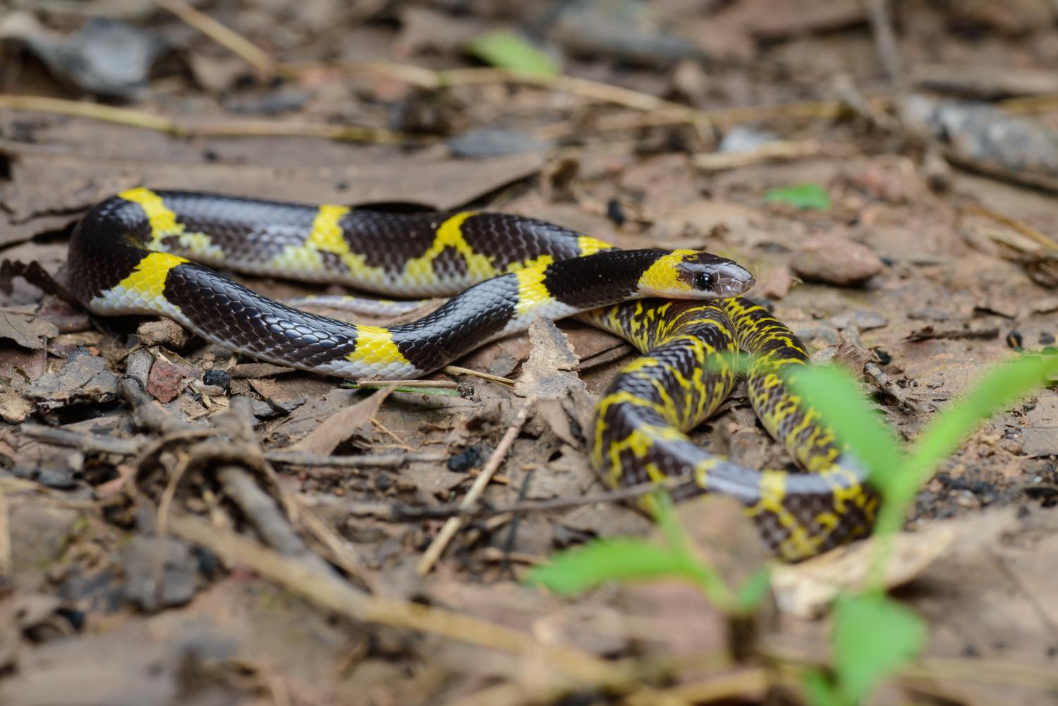 Laotian wolf snake (Lycodon laoensis)