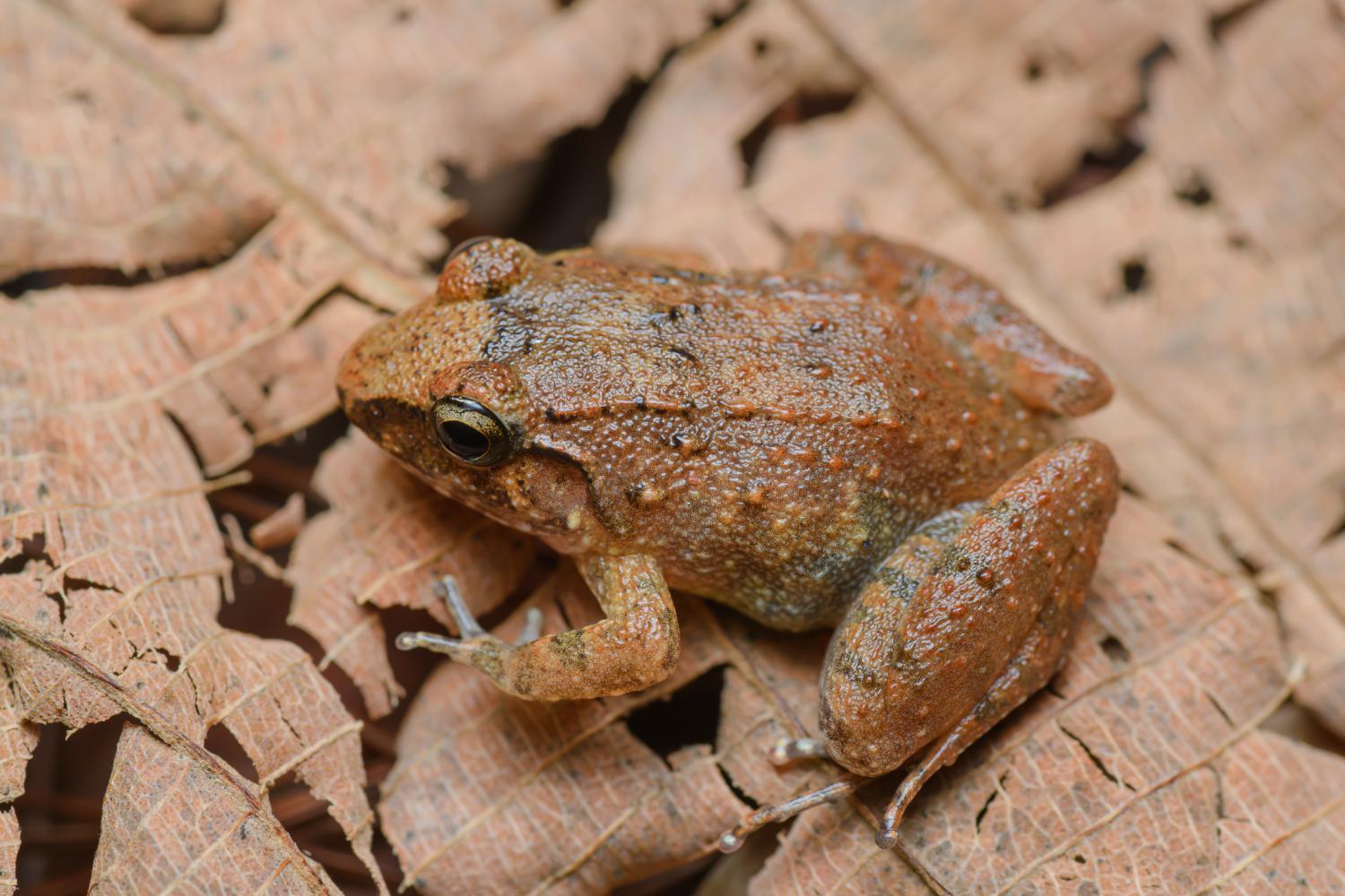 forest frog (Limnonectes