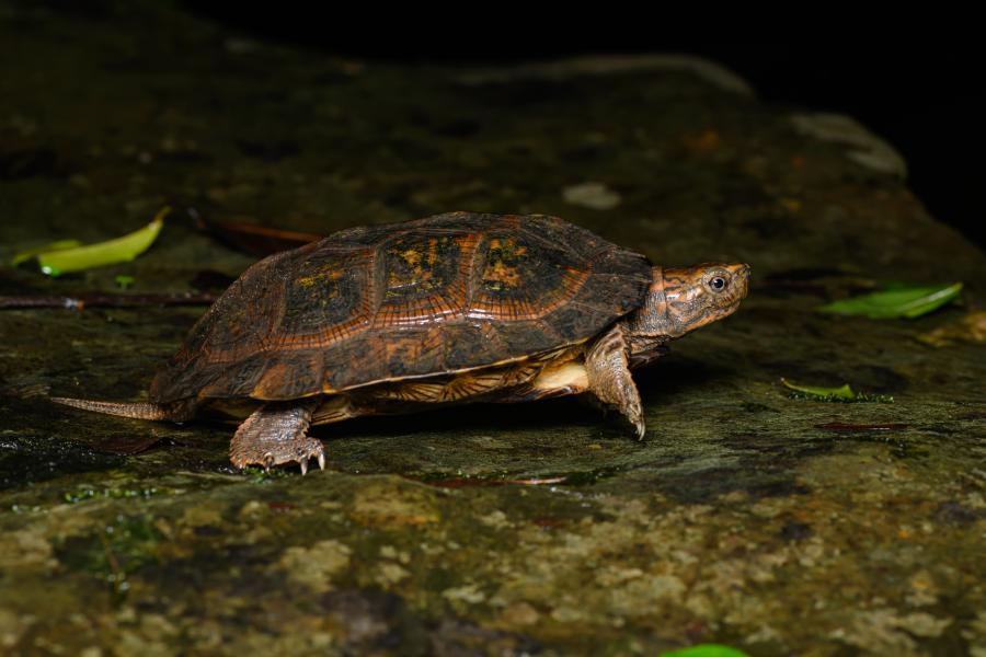 Oldham's leaf turtle (Cyclemys oldhamii)