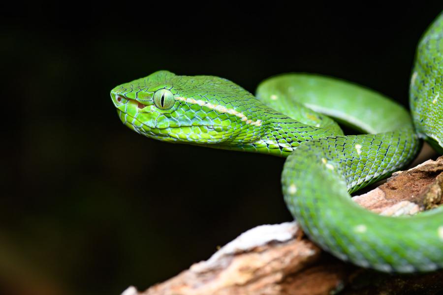Hagen's pit viper (Trimeresurus hageni)