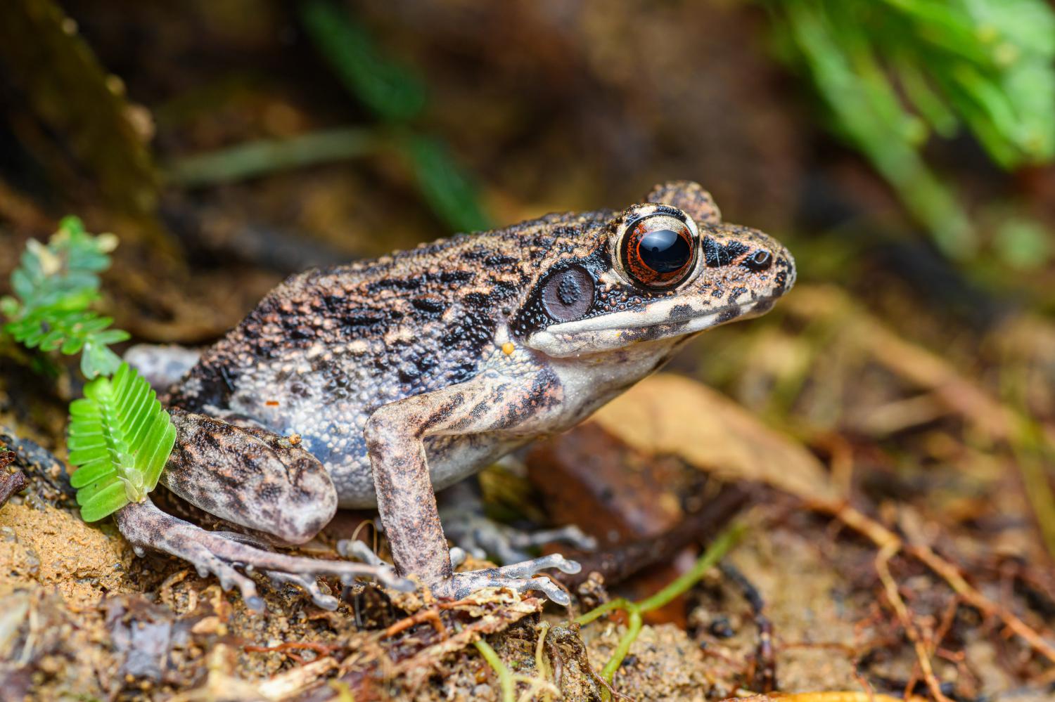 Sidespotted swamp frog (Pulchrana laterimaculata)