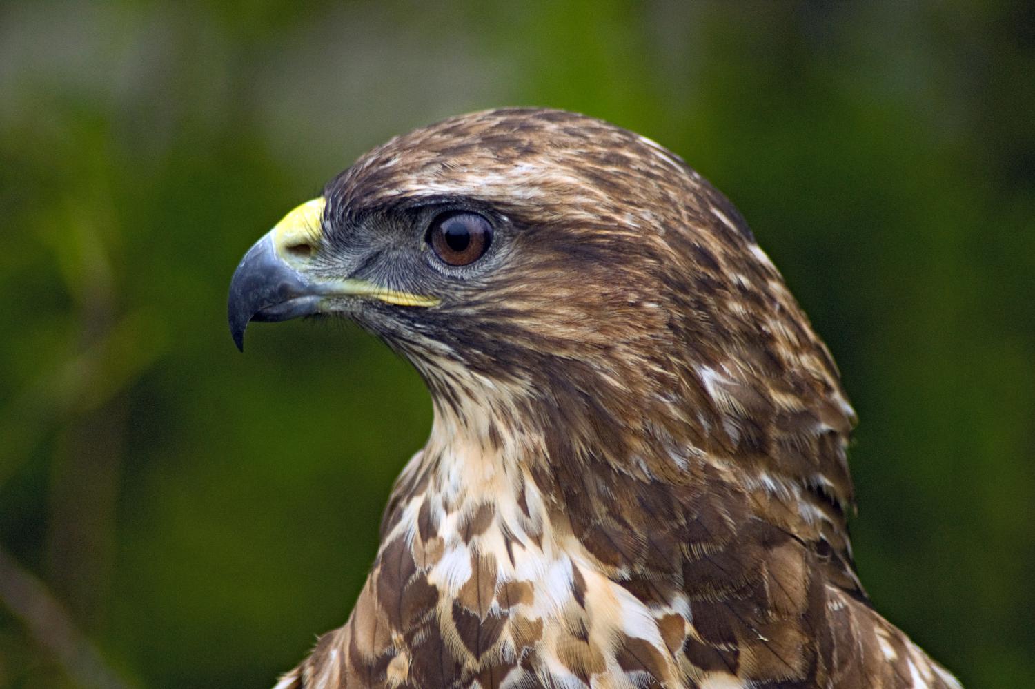 Common buzzard (Buteo buteo) Buteo Buteo