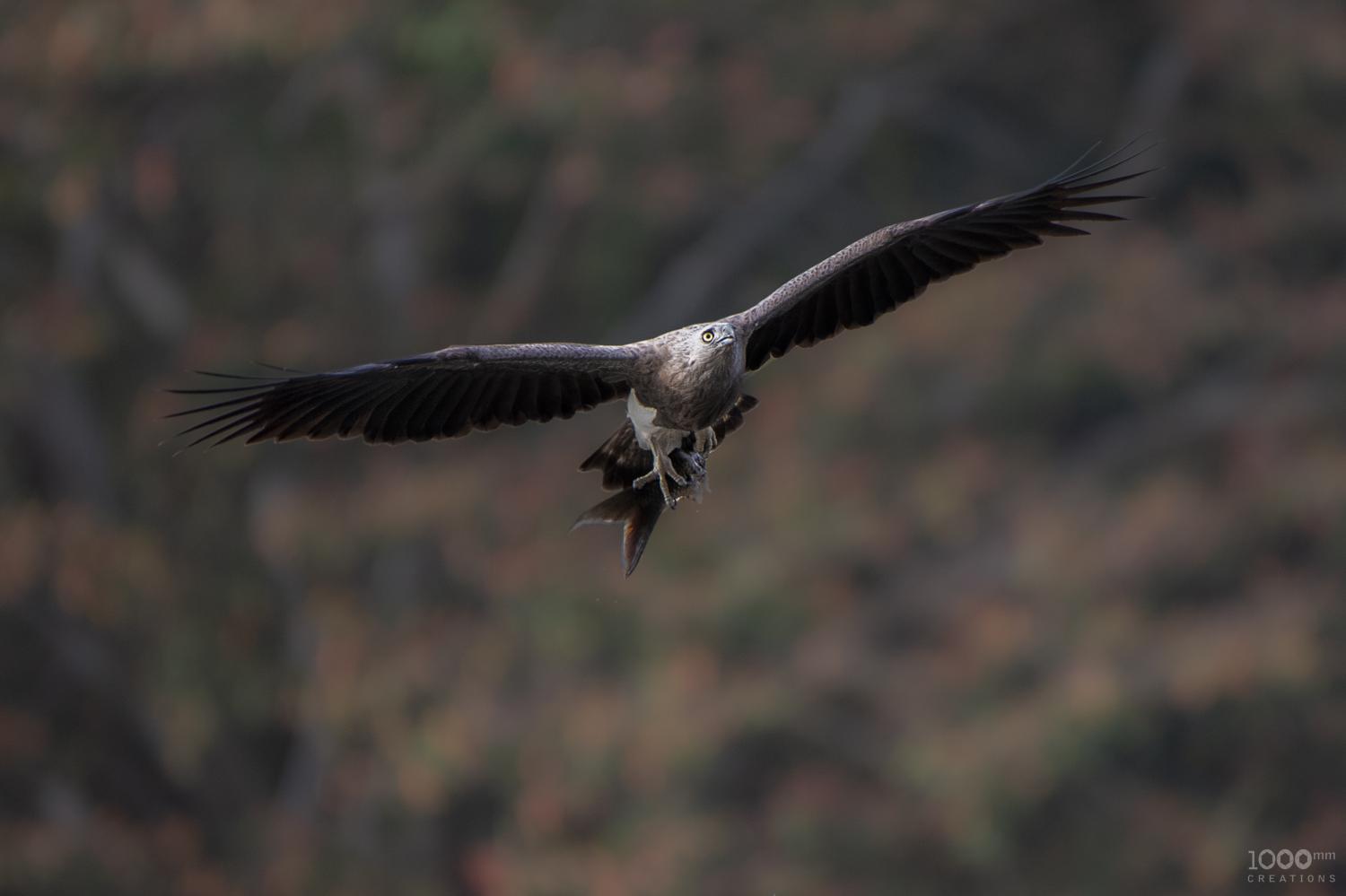 Lesser fish-eagle (Icthyophaga humilis)