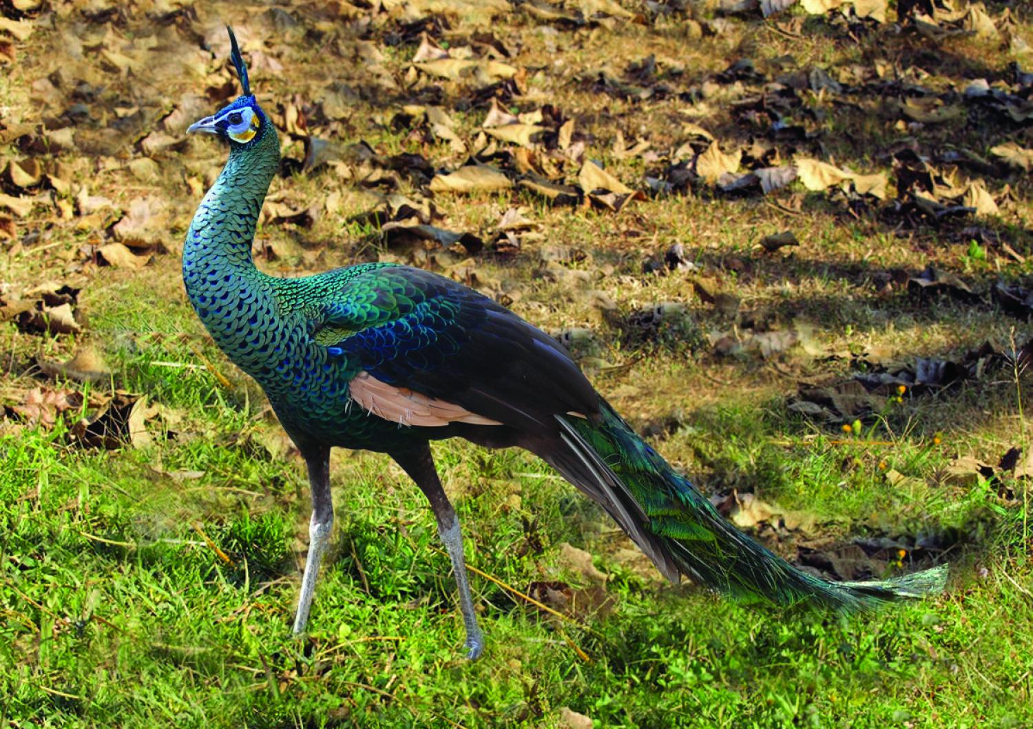 Green peafowl (Pavo muticus)