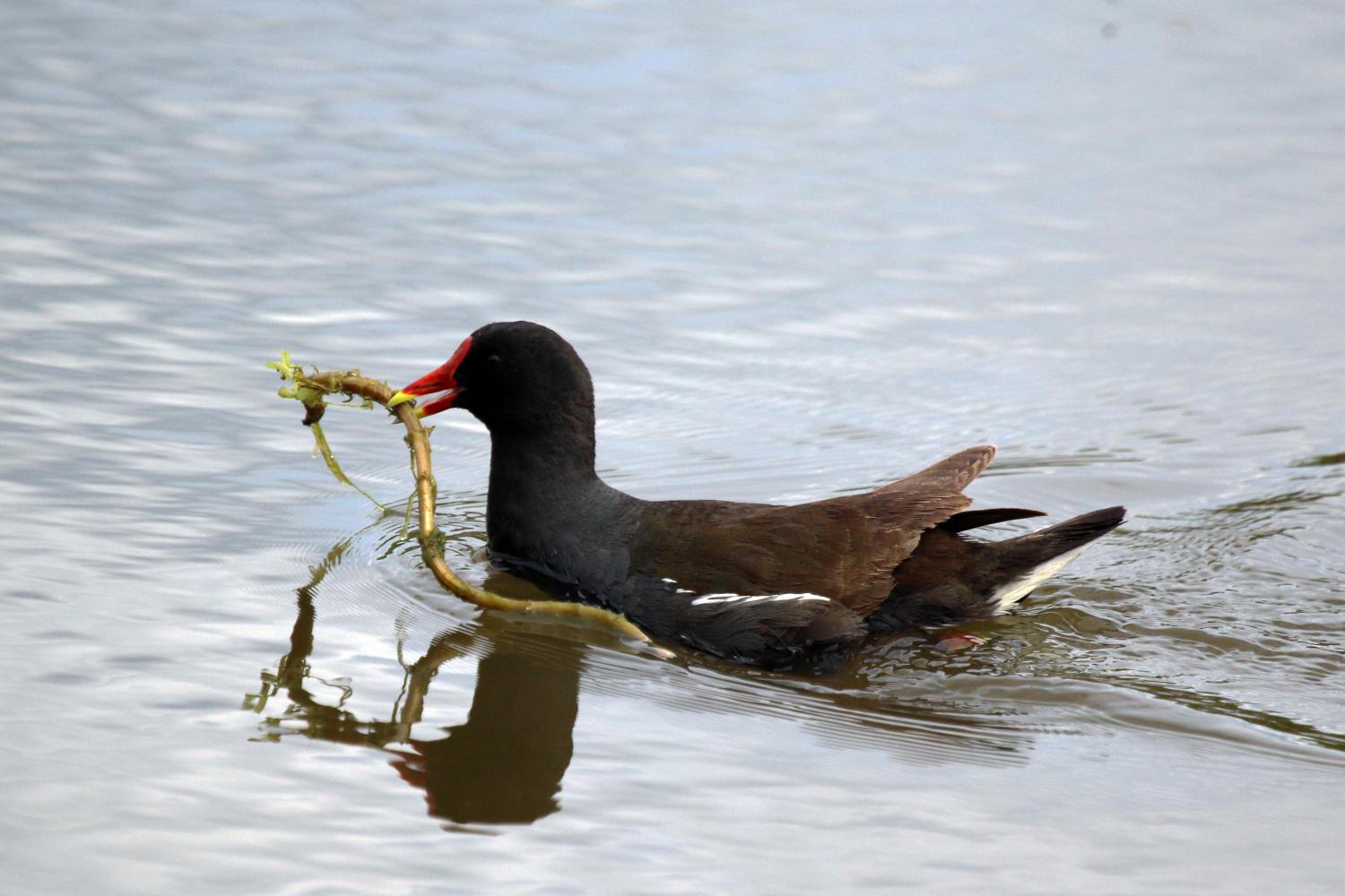 Common moorhen (Gallinula chloropus)