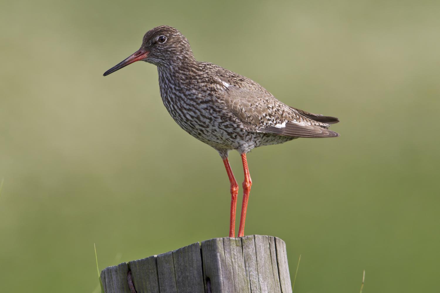 Common redshank (Tringa totanus)