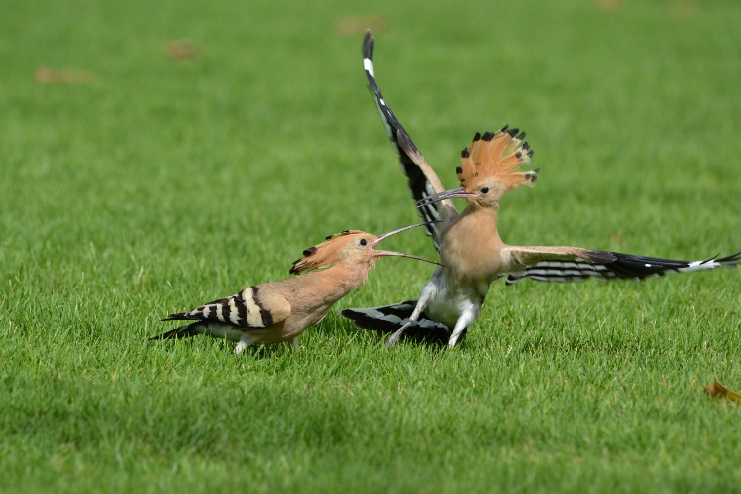 Eurasian hoopoe (Upupa epops)