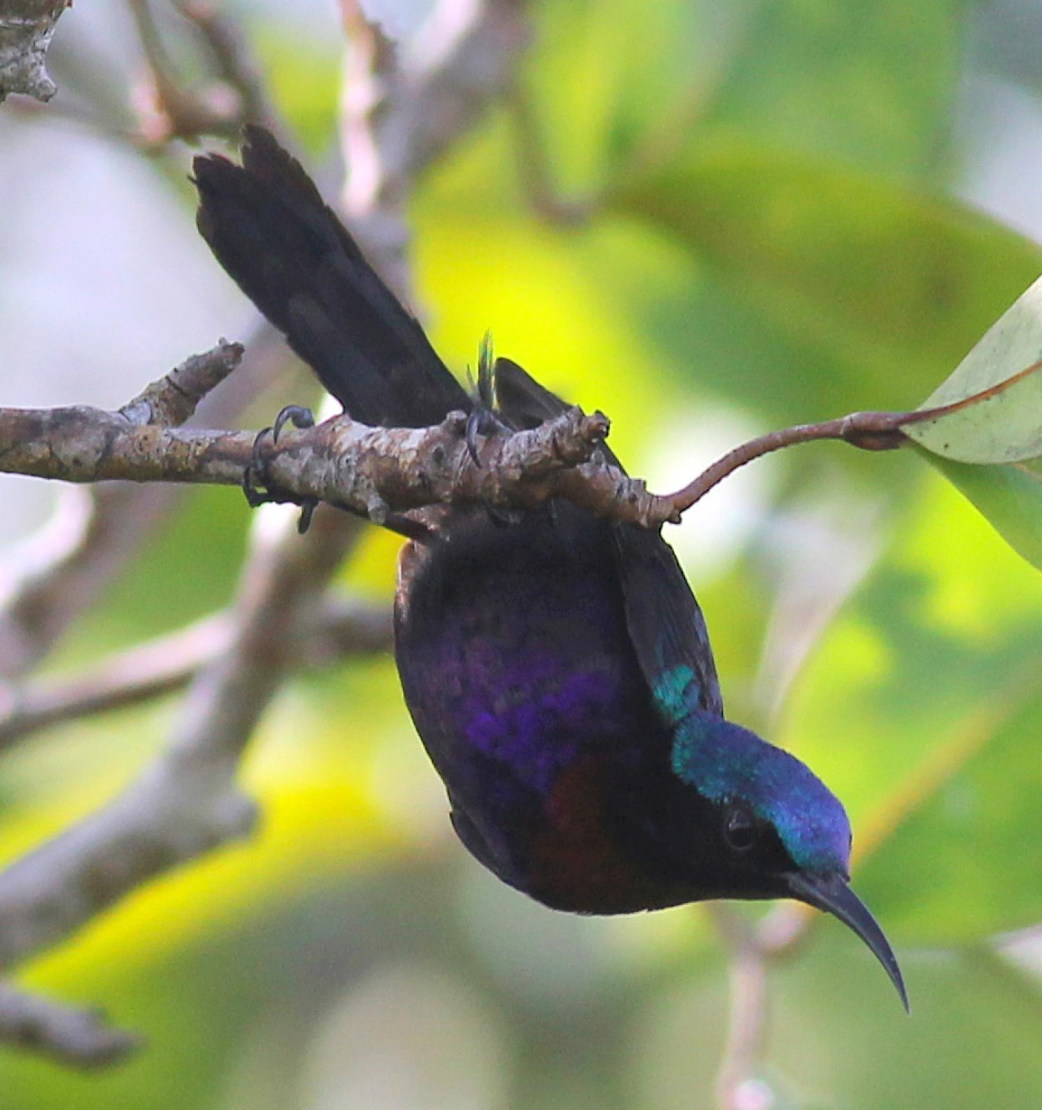 Copper-throated sunbird (Leptocoma calcostetha)