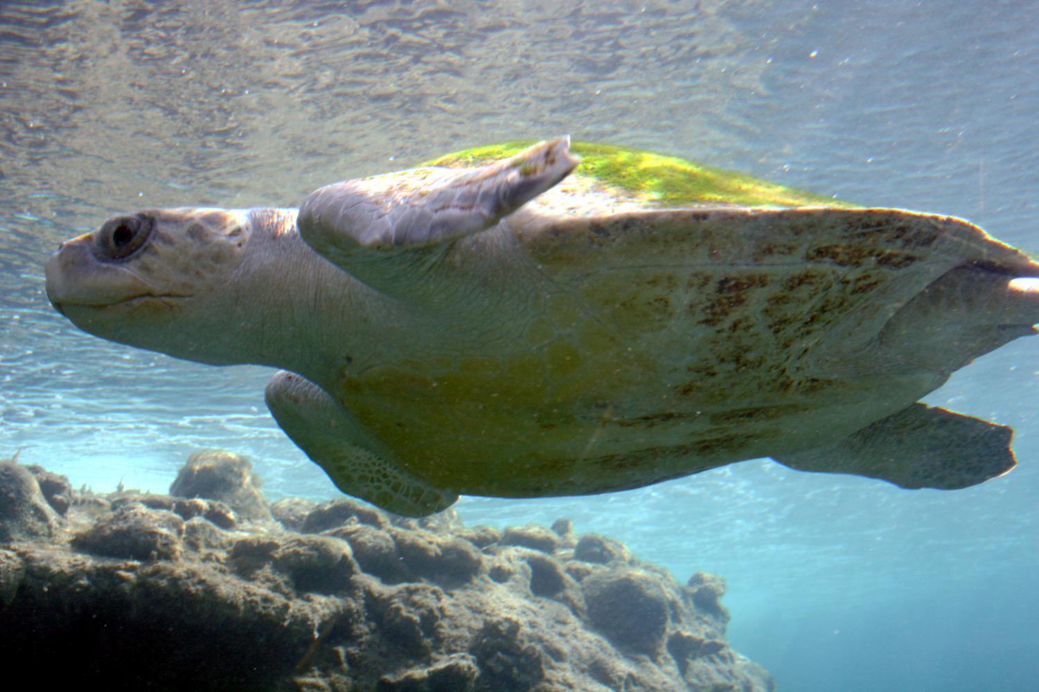 Olive ridley sea turtle (Lepidochelys olivacea)