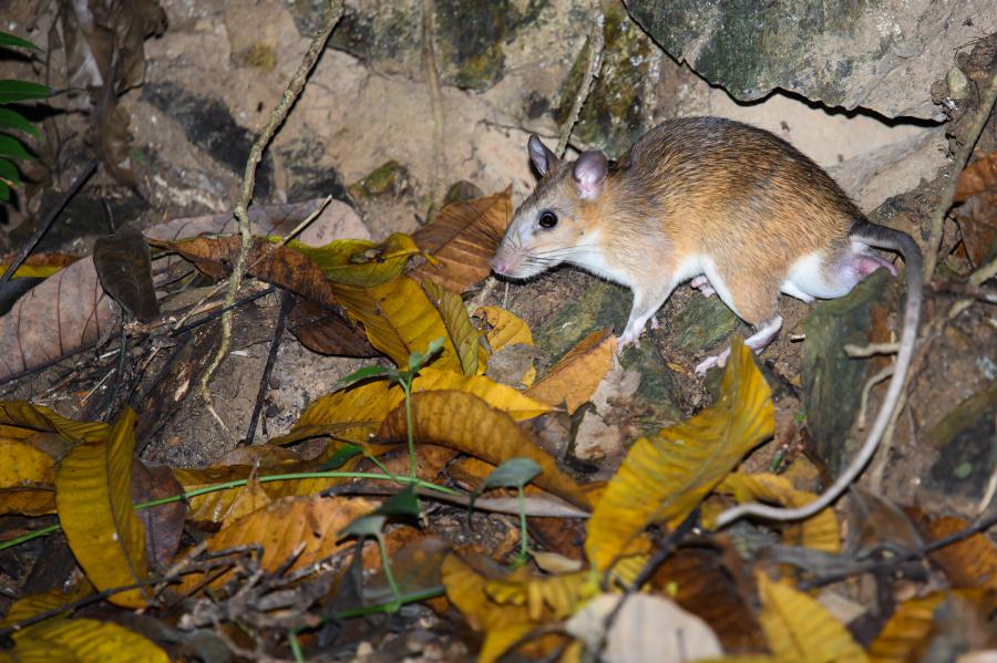 Long-tailed giant rat (Leopoldamys sabanus)