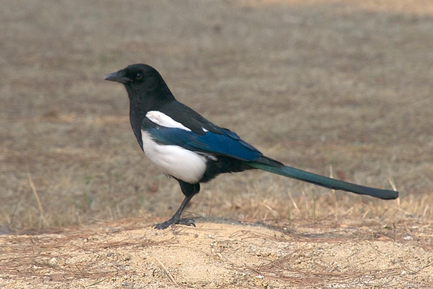 Oriental magpie (Pica serica)