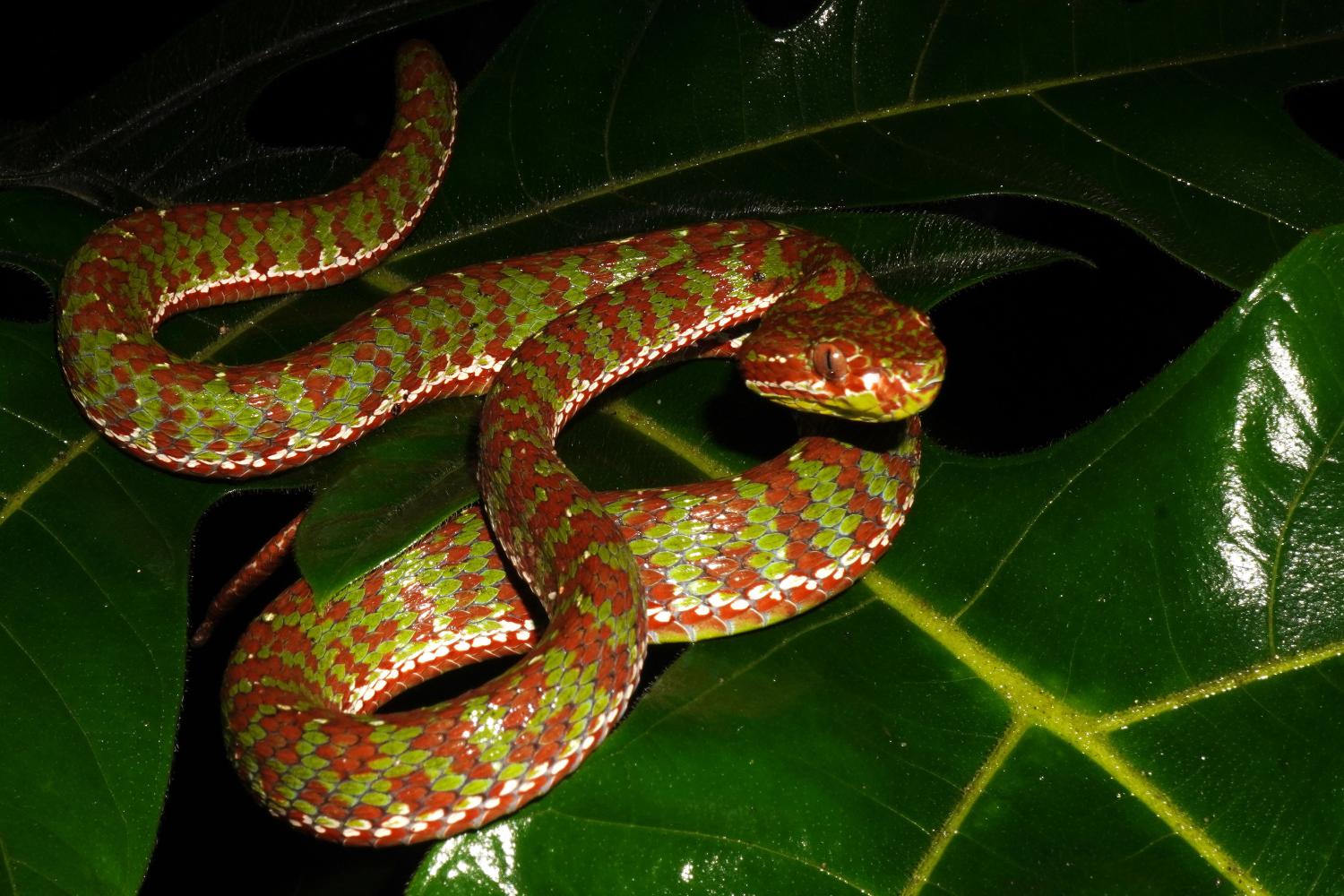 Phuket pit viper (Trimeresurus phuketensis)
