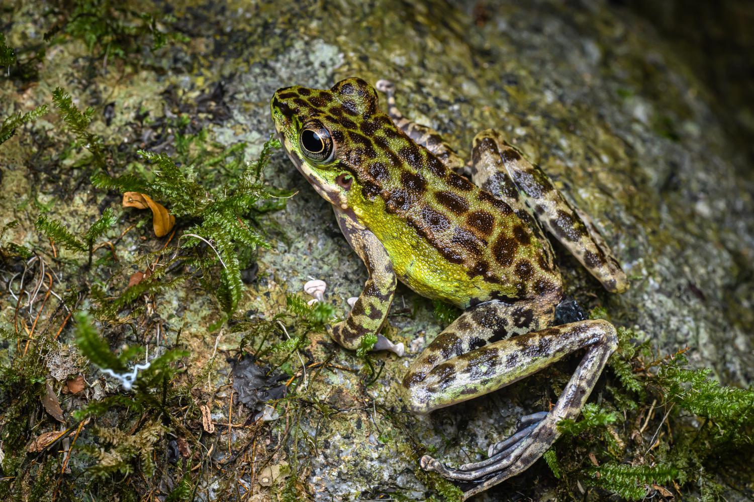 Panha's torrent frog (Amolops panhai)