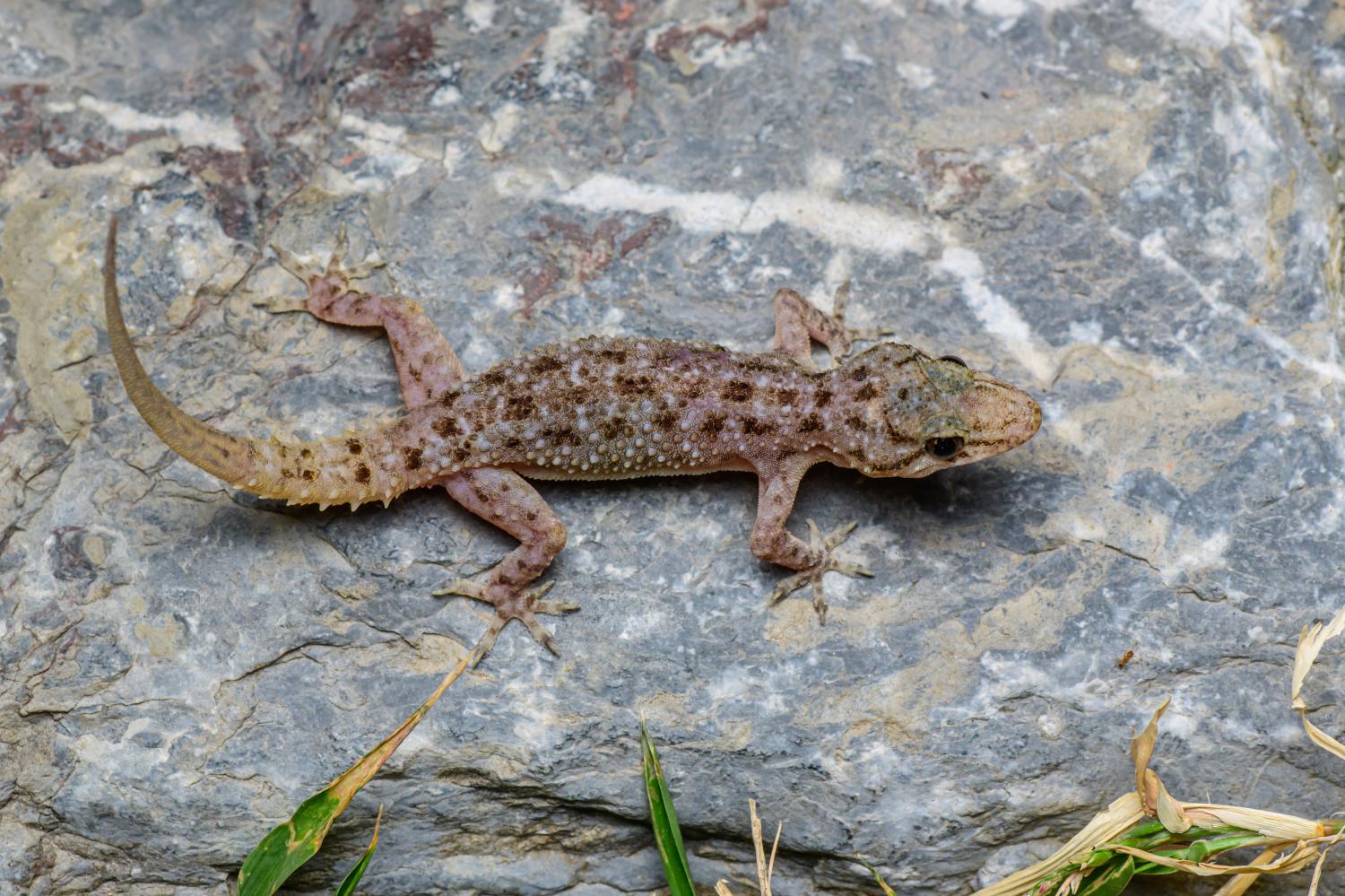 Murray’s house gecko (Hemidactylus murrayi)